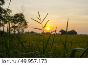 palm trees on the background of a beautiful sunset. Стоковое фото, агентство Ingram Publishing / Фотобанк Лори