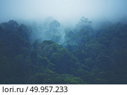 Into the forest. Nature composition.. Forested mountain slope in low lying cloud with the evergreen conifers shrouded in mist in a scenic landscape view. Forested mountain slope in low lying cloud with the evergreen conifers shrouded in mist in a scenic landscape view. Стоковое фото, агентство Ingram Publishing / Фотобанк Лори