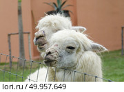 alpaca portrait. Стоковое фото, агентство Ingram Publishing / Фотобанк Лори