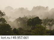 tropical rainforest,Khao Yai National Park Thailand. Стоковое фото, агентство Ingram Publishing / Фотобанк Лори