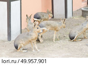 Patagonian mara - (Dolichotis patagonum) Стоковое фото, агентство Ingram Publishing / Фотобанк Лори