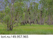 black hawk bird sitting on an branch in a tree. Стоковое фото, агентство Ingram Publishing / Фотобанк Лори