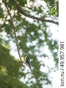 King fisher bird. Стоковое фото, агентство Ingram Publishing / Фотобанк Лори