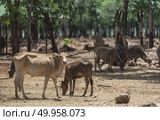 wild deer. Стоковое фото, агентство Ingram Publishing / Фотобанк Лори
