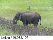 Asian elephant in the forest, Khao Yai National Park. Стоковое фото, агентство Ingram Publishing / Фотобанк Лори