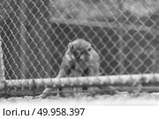 monkey in cage, black and white. Стоковое фото, агентство Ingram Publishing / Фотобанк Лори