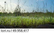 Sundew (Drosera) lives on swamps insects sticky leaves. Leaf of Sundew. Стоковое фото, агентство Ingram Publishing / Фотобанк Лори