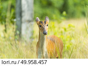 Muntiacus muntjak or fea’s barking deer or so called fea’s muntjac with flowers in background, Khao Yai National Park. Стоковое фото, агентство Ingram Publishing / Фотобанк Лори