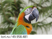 blue-and-yellow macaws (ara ararauna) perched in the jungle. Стоковое фото, агентство Ingram Publishing / Фотобанк Лори