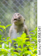 monkey portrait, long tailed macaques. Стоковое фото, агентство Ingram Publishing / Фотобанк Лори