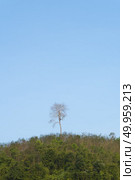 the tropical plants and flower. Стоковое фото, агентство Ingram Publishing / Фотобанк Лори