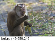 Monkey eating a banana. Стоковое фото, агентство Ingram Publishing / Фотобанк Лори