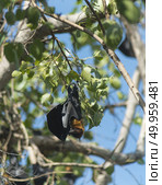 bats on tree. Стоковое фото, агентство Ingram Publishing / Фотобанк Лори