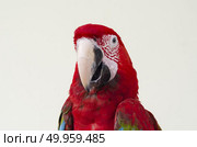 Green-winged Macaw, Ara chloropterus, 1 year old, in front of white background. Стоковое фото, агентство Ingram Publishing / Фотобанк Лори