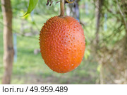 Spring Bitter Cucumber ( Momordica cochinchinensis Spreng.) Стоковое фото, агентство Ingram Publishing / Фотобанк Лори