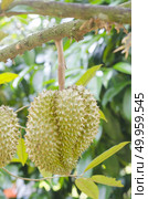 Durian in orchards yield. Стоковое фото, агентство Ingram Publishing / Фотобанк Лори