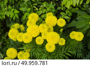 Beautiful colorful flowers in the garden. Стоковое фото, агентство Ingram Publishing / Фотобанк Лори
