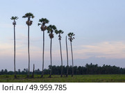palm trees on the background of a beautiful sunset. Стоковое фото, агентство Ingram Publishing / Фотобанк Лори