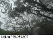 Taiwan Nature Trail in Foggy and Raining Autumn at Yangmingshan National Park in Taipei, Taiwan. Стоковое фото, агентство Ingram Publishing / Фотобанк Лори