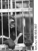 black bear in cage, black and white. Стоковое фото, агентство Ingram Publishing / Фотобанк Лори