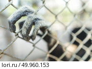 gibbon in cage. Стоковое фото, агентство Ingram Publishing / Фотобанк Лори