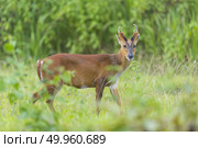 the barking deer with green background, Khao Yai National Park, Thailand. Стоковое фото, агентство Ingram Publishing / Фотобанк Лори
