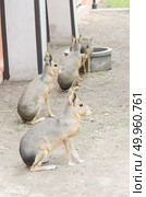Patagonian mara - (Dolichotis patagonum) Стоковое фото, агентство Ingram Publishing / Фотобанк Лори