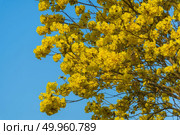 yellow flowers blossom in spring time on sky background. Стоковое фото, агентство Ingram Publishing / Фотобанк Лори
