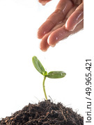 Seedlings are grown with women’s hands were watering. Стоковое фото, агентство Ingram Publishing / Фотобанк Лори