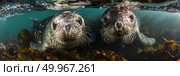A pair of sea lions gracefully swim in the ocean, their smooth bodies gliding effortlessly through the water. Стоковое AI-изображение, AI-художник Данила Большаков / Фотобанк Лори