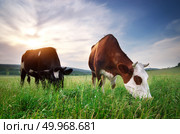 Cow in meadow. Rural composition. Стоковое фото, агентство Ingram Publishing / Фотобанк Лори