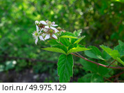 Ежевика садовая (куманика, ожина) цветет. Стоковое фото, фотограф Лариса Веселова / Фотобанк Лори