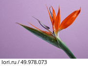 Strelitzia Reginae flower close up on a violet background bird of paradise flower. Flower concept. Like a layout for postcards with copy space. Beautiful strelitzia flower on a purple background. Стоковое фото, агентство Ingram Publishing / Фотобанк Лори
