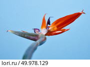 Blooming Strelitzia. Bird of paradise, exotic flower on a dark blue background. Floral background. The bird of paradise flower Strelitzia on a blue background. Стоковое фото, агентство Ingram Publishing / Фотобанк Лори