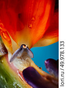 Colorful petals of strelitzia with drops of dew. Macro photo. Floral background. As a postcard layout or background. Macro photo. Macro photo of colorful petals of strelitzia with drops of water on a blue background. Стоковое фото, агентство Ingram Publishing / Фотобанк Лори