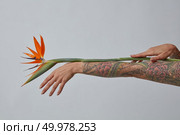 Hand of a girl with a tattoo holds a fresh colorful flower strelitzia on a gray background with copy space. Layout for greeting card. An orange strelitzia flower decorates a female hand on a gray background with a copy space. Стоковое фото, агентство Ingram Publishing / Фотобанк Лори