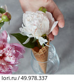 Woomans hand with a nice fresh flower pion in a wafer horn at the glass vase on a gray stone background. Summer concept. A nice gentle flower pion in a wafer horn at the glass vase girls hand hold above a gray marble table. Стоковое фото, агентство Ingram Publishing / Фотобанк Лори