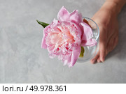 Female hands hold a beautiful pink pion in a glass cup standing on a gray marble background with copy space.. Womans hand hold an elegant pink peony flower in a glass vase on a gray stone table. Стоковое фото, агентство Ingram Publishing / Фотобанк Лори