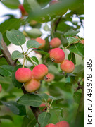 Red ripe organic paradise apples on a tree in the garden. Healthy Vitamin Food. A green branch with small red apples in a rural garden. Eco-Friendly Fruit. Стоковое фото, агентство Ingram Publishing / Фотобанк Лори