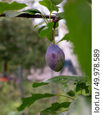 On a branch with green leaves a ripe organic plum in a summer garden. Healthy fruit. One plum on a branch in a rural garden. Eco-friendly food. Стоковое фото, агентство Ingram Publishing / Фотобанк Лори