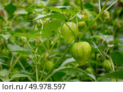 Eco-friendly, unripe fruit physalis on a branch in the summer farm garden. The concept of healthy eating. A bush with green phyllis lanterns in a rural garden. The concept of growing organic products. Стоковое фото, агентство Ingram Publishing / Фотобанк Лори