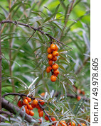 Organic berries of sea-buckthorn in an agricultural garden on a summer day. Healthy food. Juicy berries of sea-buckthorn on a green rural garden garden. Organic food. Стоковое фото, агентство Ingram Publishing / Фотобанк Лори