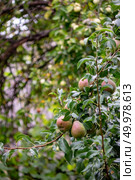 Organic pears on a green branch in a summer farm garden. The concept of growing eco-friendly products.. A green tree with pears in a summer rural garden. Organic food. Стоковое фото, агентство Ingram Publishing / Фотобанк Лори