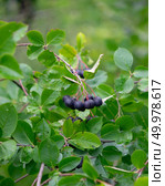 Organic ripe berries of chokeberry on a green bush in a fruit farm garden. The concept of growing a healthy vitamin food. Useful eco-friendly chokeberry berries on a green branch in a summer garden. Стоковое фото, агентство Ingram Publishing / Фотобанк Лори