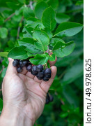 Green bush with ripe berries of chokeberry in the summer garden. Man’s hand holds berries Conception of growing organic food. A man’s hand holds the chamomile berries in a rural garden. Growing organic products. Стоковое фото, агентство Ingram Publishing / Фотобанк Лори