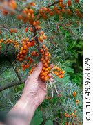 The vitamin berry of sea-buckthorn on a green branch in the garden, a man’s hand picks berries from a branch. Ingredient for tea or pie. Fresh berries of sea-buckthorn on a branch, a man’s hand gathers ripe berries. Organic Homemade Food. Стоковое фото, агентство Ingram Publishing / Фотобанк Лори