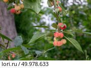 Red ripe paradise apples on a green branch in the garden. Harvest time.. Decorative paradise apples on a green branch in the farm garden. Organic ripe product. Стоковое фото, агентство Ingram Publishing / Фотобанк Лори