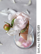 A transparent glass with flower petals in a glass waffle cone with a blossoming pion covered with drops of water, presented on a gray background is decorated with white petals.. A fresh pink peony bud with drops of water in a waffle cone in a glass on a gray background with petals. Стоковое фото, агентство Ingram Publishing / Фотобанк Лори