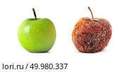 Green and rotten. Isolated odject. Element of design. Стоковое фото, агентство Ingram Publishing / Фотобанк Лори