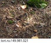 Little frog in pine needles with leafs and moss. . Стоковое фото, агентство Ingram Publishing / Фотобанк Лори